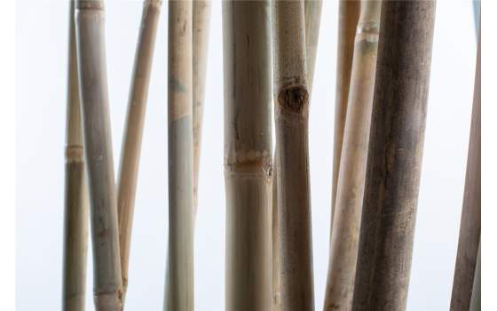 Separador Cañas de Bambu Curvadas Natural Serie Belbis